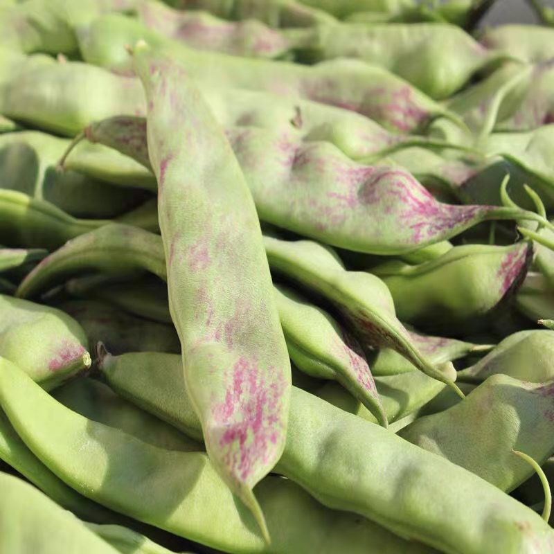 东北一点红油豆角3斤新鲜蔬菜豆角九月青现摘面豆角整箱一件代发