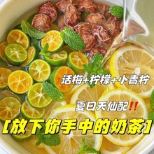 话梅青桔柠檬茶果茶金桔柠檬茶冷冲泡饮品冻干花果冷泡水果茶直销