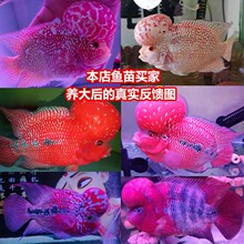 七星鱼苗活体淡水养殖山斑珍珠赤雷龙月鳢蛇鱼金鱼冷水观赏鱼10