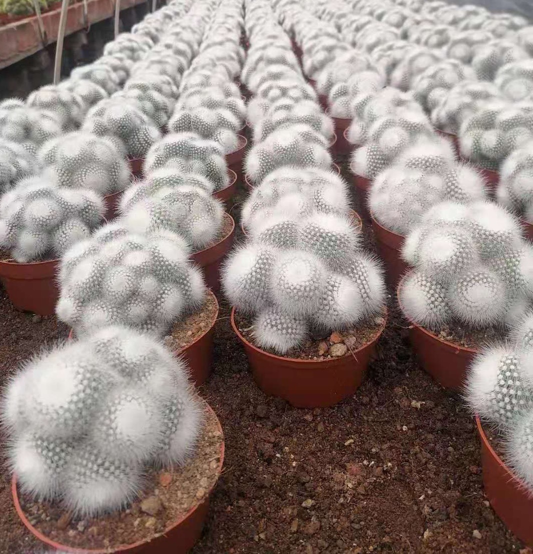 多头仙人球图片_多头金丝猴仙人球怎么繁殖_多头仙人球品种