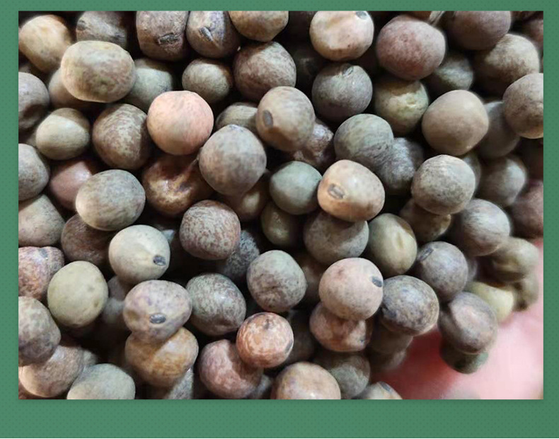 基地供应小粒麻豌豆 小灰豆 灰豌豆 黑豌豆 鸽粮 鸟料 鸟粮小麻豆