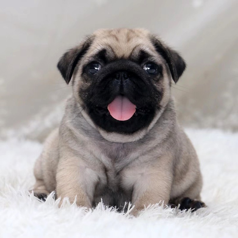 北京宠物狗价格