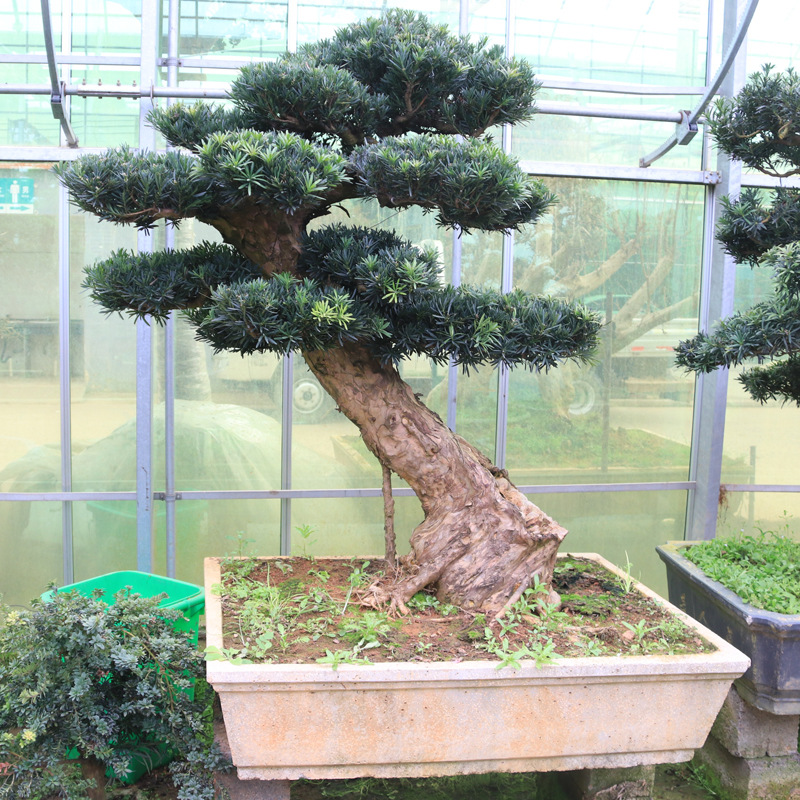 小叶雀舌罗汉松盆景造型树米叶罗汉杉室内盆栽庭院常绿景观风景树