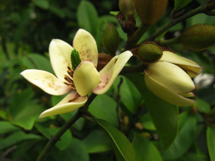 含笑树种子 深山含笑种子又名含笑花种子 乐昌含笑种子 含笑种子