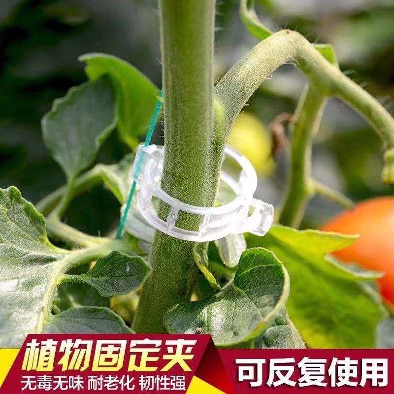 植物绿植固定器藤蔓固定夹子葡萄蔬菜瓜果固定卡扣水果蔬菜牵引器