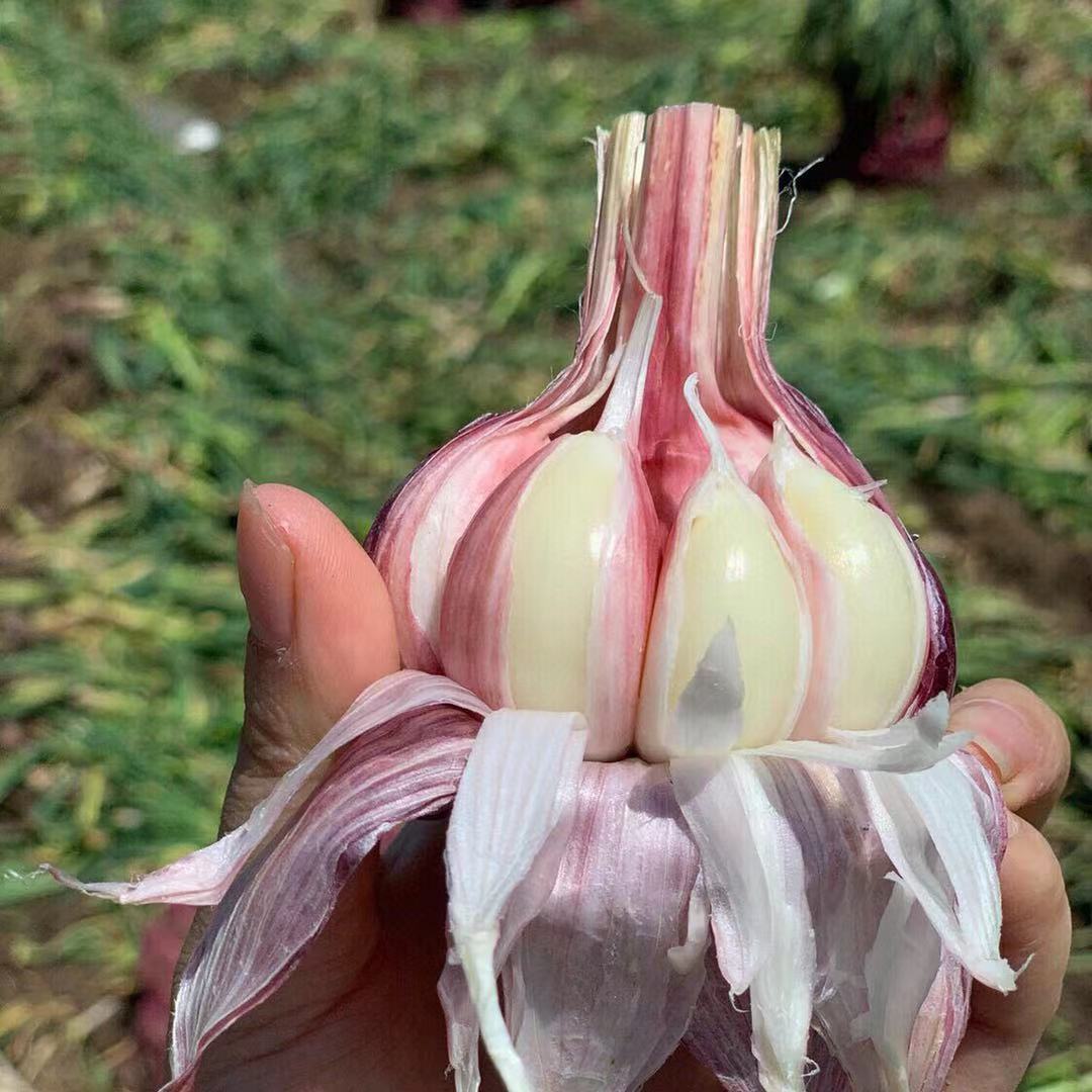 河南紫皮鲜蒜新鲜大蒜头9斤多瓣糖醋大蒜蔬菜现挖新蒜湿蒜鲜蒜头