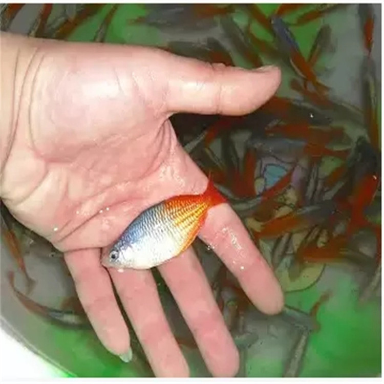 石美人鱼活体 热带观赏鱼水族宠物鱼群游鱼可混养上海渔场批发