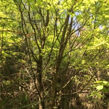 乔木基地批发 丛生元宝枫 丛生五角枫大树 绿化乔木苗木风景景观