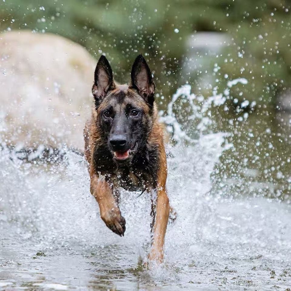 纯种马犬幼犬活体比利时马犬警犬护卫犬大骨架德国牧羊犬马犬活体
