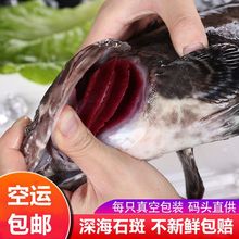 湛江龙胆鱼天然石斑鱼去肚海鲜水产冷冻深海鱼龙胆石班鱼包邮批发