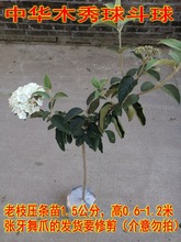 中华木绣球苗木本绣球树苗琼花树苗琼花树苗八仙绣球花苗