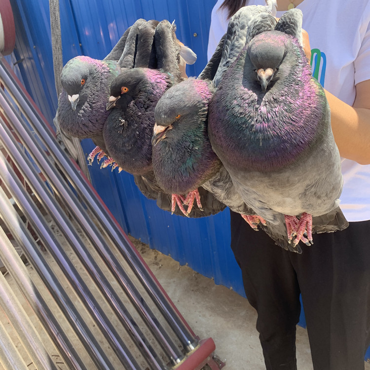 白马头鸽 亮子鸽 美河马 黄杠马头鸽子 瓦灰蛇头鸽