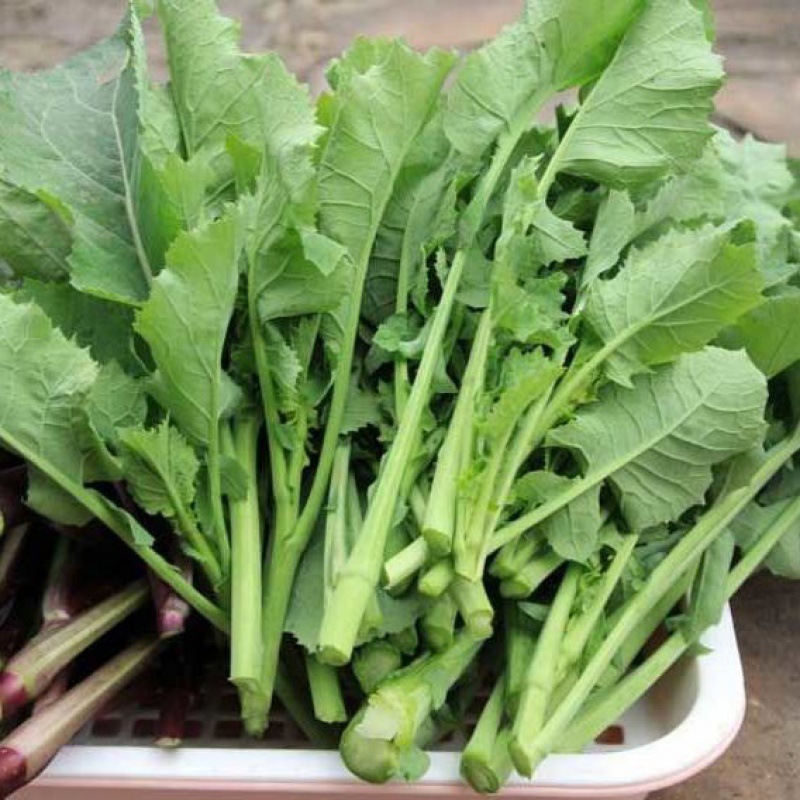 四川新鲜绿色蔬菜鲜嫩油菜苔蔬菜绿芸薹菜台菜苔芥现摘现发亚马逊