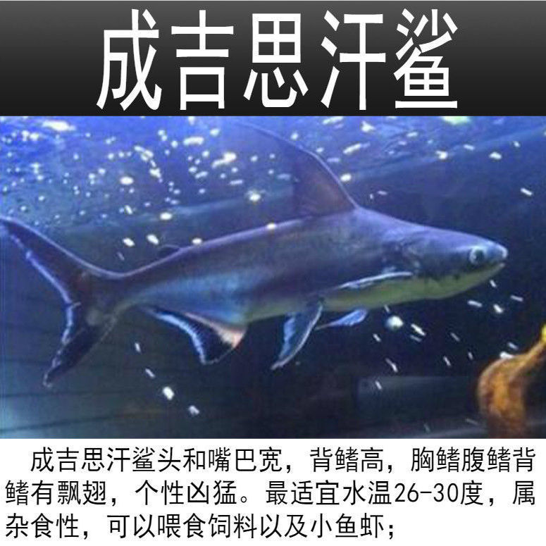 热带鱼观赏鱼大型鱼淡水鱼白化蓝鲨活体鱼鲨鱼白化鲨鱼成吉思汗鲨