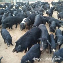 藏香猪黑猪商品猪价格 散养土黑猪猪苗活体 优惠出售藏香猪苗