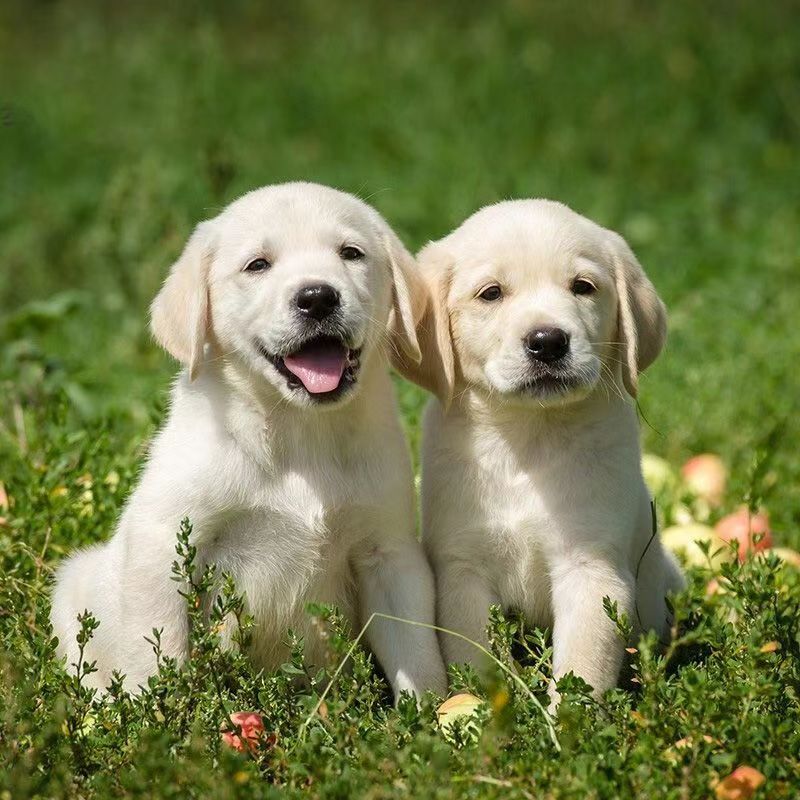 出售纯种拉布拉多幼犬活体大头版拉布拉多幼崽神犬小七活体宠物狗