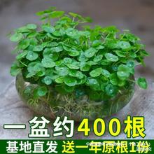 带叶铜钱草水培盆栽植物室内小绿植花卉水养金钱草籽水生四季好养