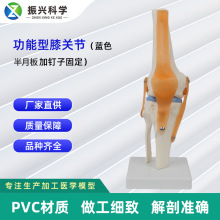 功能型膝关节模型可弯曲十字韧带半月板 PVC灵活膝关节教学骨骼