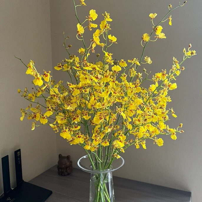 跳舞兰迎春花鲜花红心云南基地直发婚庆布置摆摊社区团购家养水养