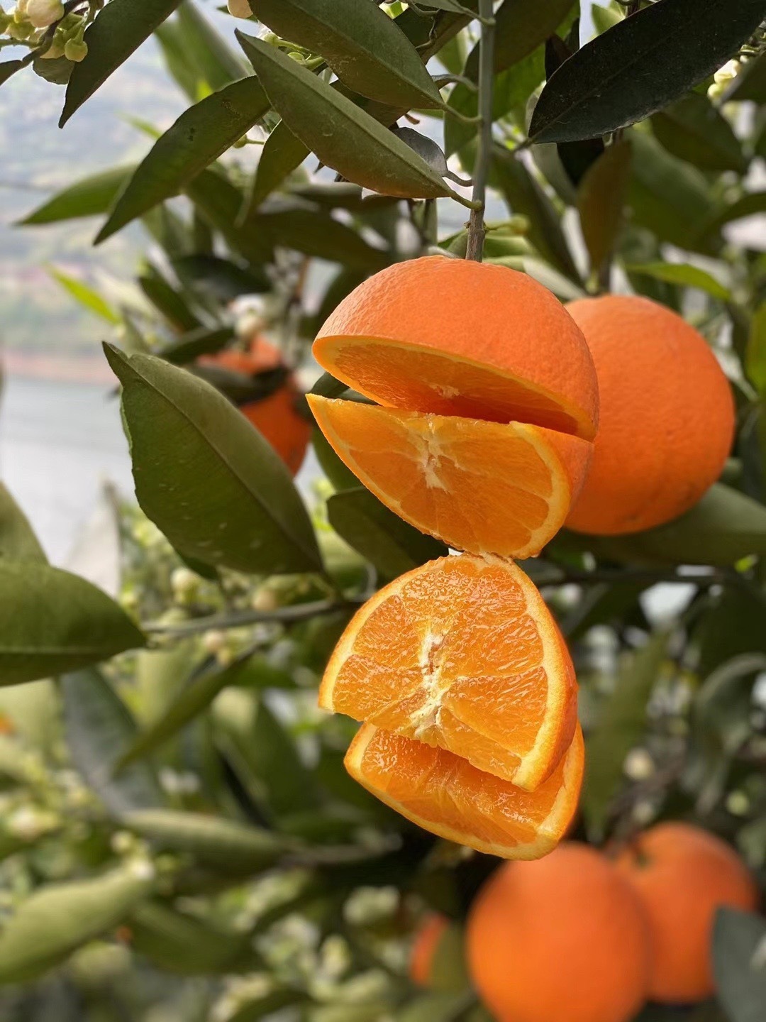 湖北秭归伦晚脐橙5斤9斤伦晚脐橙橙子一件代发