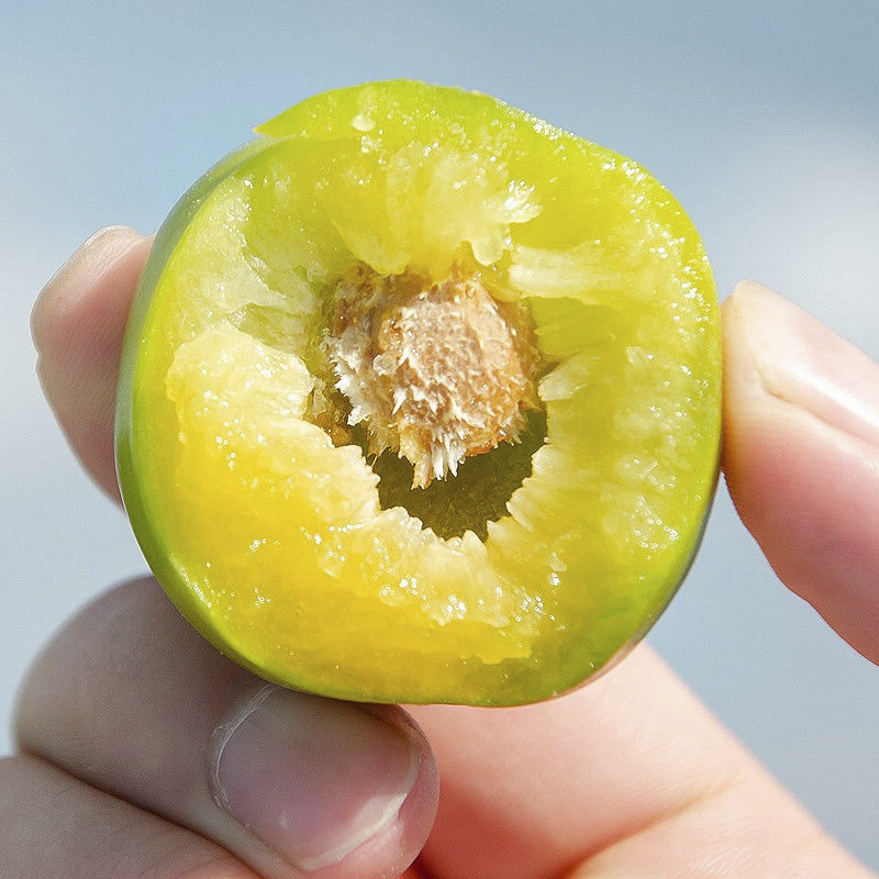 四川脱骨李子青脆李空心李高山农家酸甜应茵红李李子应季新鲜水果