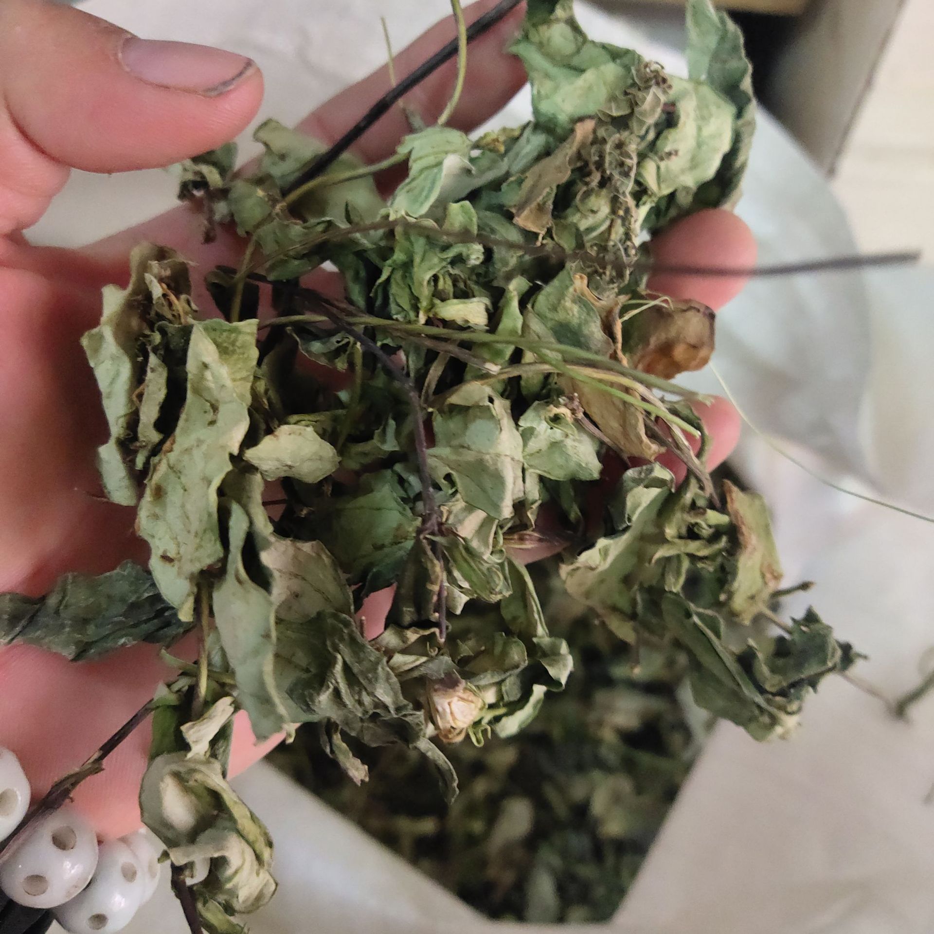 肺心草肺形草中药银线莲500克 非鱼腥草云南丽江7月产