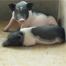 纯种巴马香猪母猪怀孕母猪可生幼崽成年公猪种猪活苗土黑猪活体