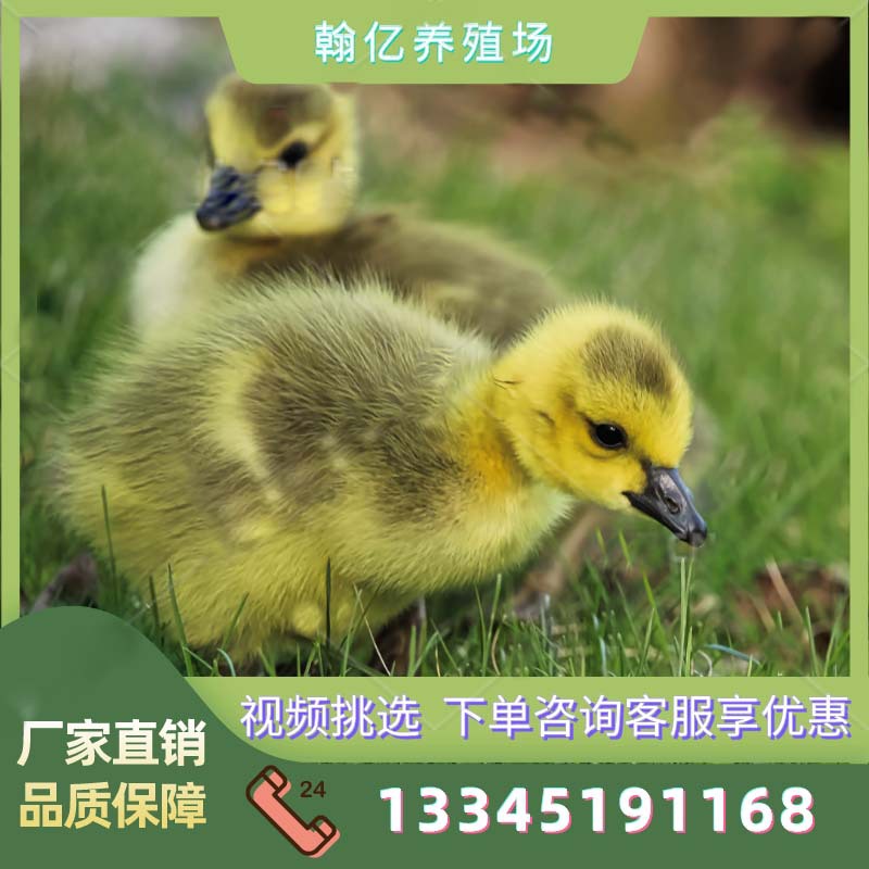 正宗汕头一斤狮头鹅活苗半大脱温多品种小鹅苗活体鹅苗纯种-阿里巴巴
