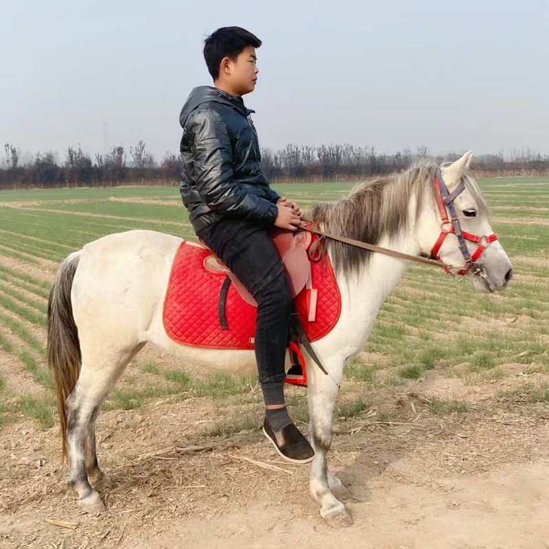 湖南黄牛种牛-湖南黄牛种牛厂家,品牌,图片,热帖-阿里巴巴