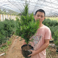 红豆杉耐寒正宗东北树苗大树绿植花卉盆栽盆景植物室内好养红豆彬