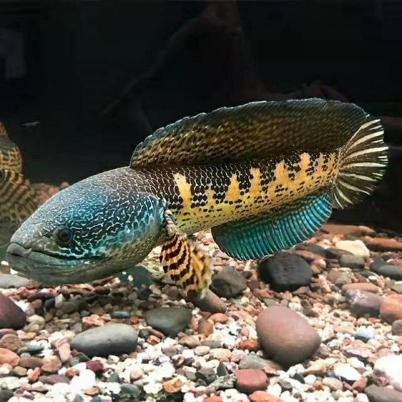 雷龙鱼黄金眼镜蛇观赏包耐活好养幼鱼苗淡水野生定水凶猛热带跨境