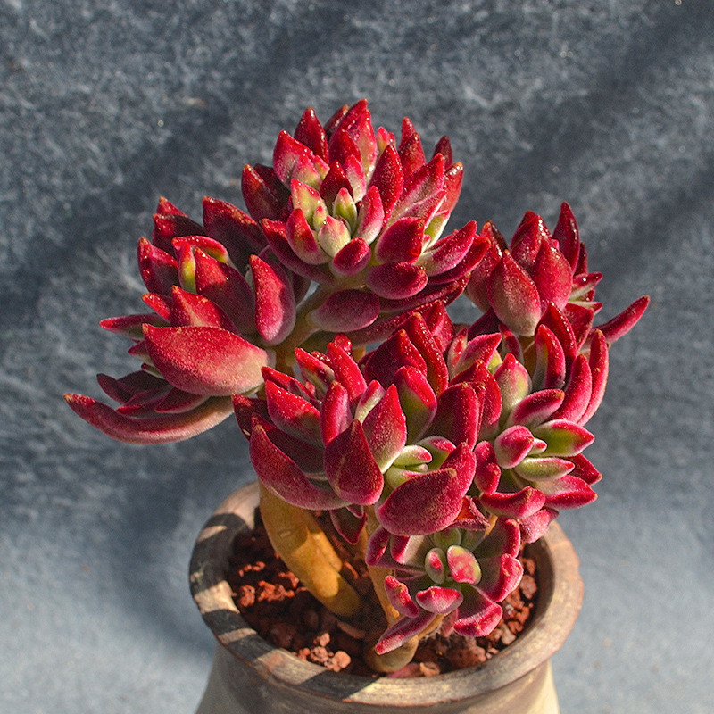 红兔耳儿多肉大老桩云南多肉花植物盆栽稀有罕见肉肉室内植物