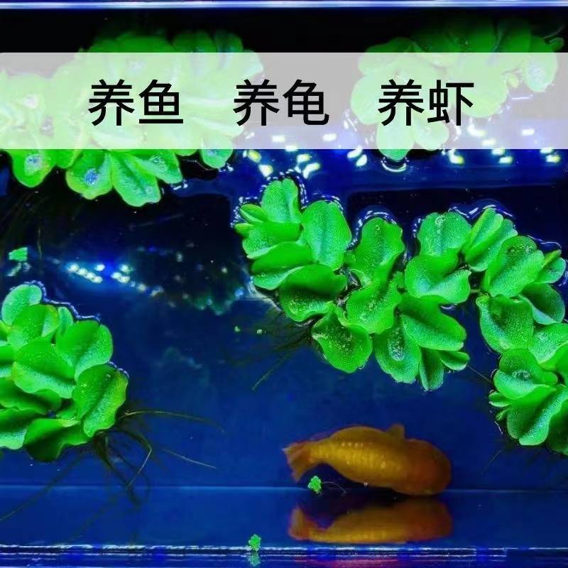 鱼缸乌龟缸水草鱼草真草净化水绿植水培植物氧气泵增氧泵造景y608
