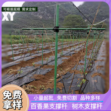 种植百香果支撑杆立柱 农用树木支撑杆 果树支撑杆 玻璃纤维杆 玻