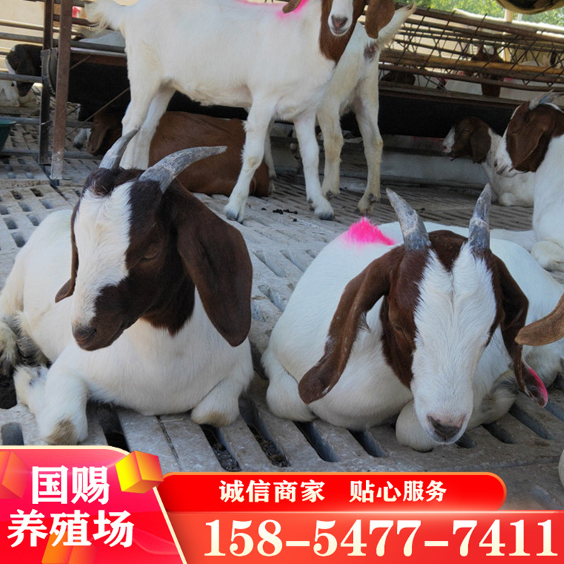 波尔山羊羊羔一只 波尔山羊母羊价格种公羊一只-阿里巴巴