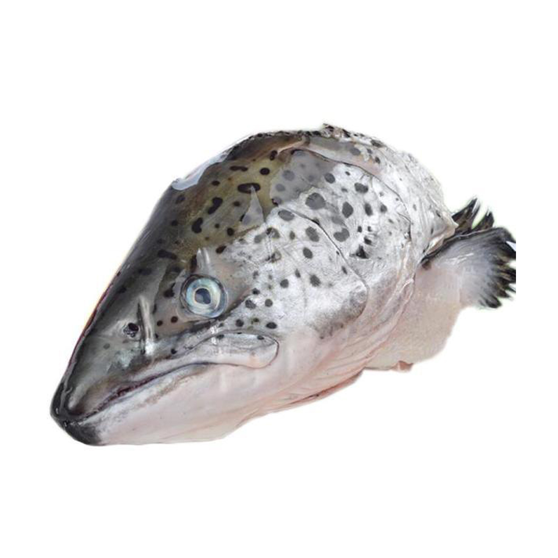 海鲜冰冻三文鱼头 法罗群岛皇冠牌三文鱼头 30斤/一件