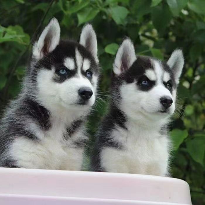 纯种哈士奇活体幼犬 双血统三把火雪橇犬双蓝眼二哈狗家养宠物狗