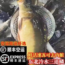 正宗东北野生现捞活鱼 三道鳞鲤鱼 框镜鲤鱼 红尾鲤鱼 2斤装包邮