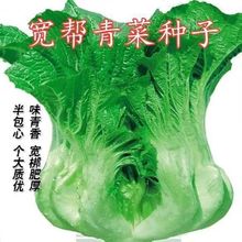 宽帮青菜种子耐寒高产包菜腌渍泡菜酸菜鱼春秋季四川特色芥菜种籽