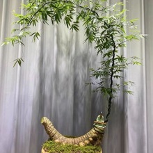 小叶簕竹招财竹佛肚竹风化石加河沙种植非常好