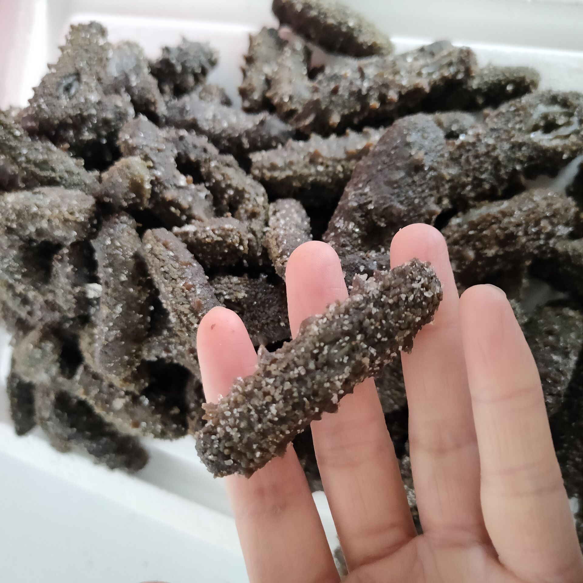 大连大火候半干微残海参盐渍底播海参鲜活一手批发价