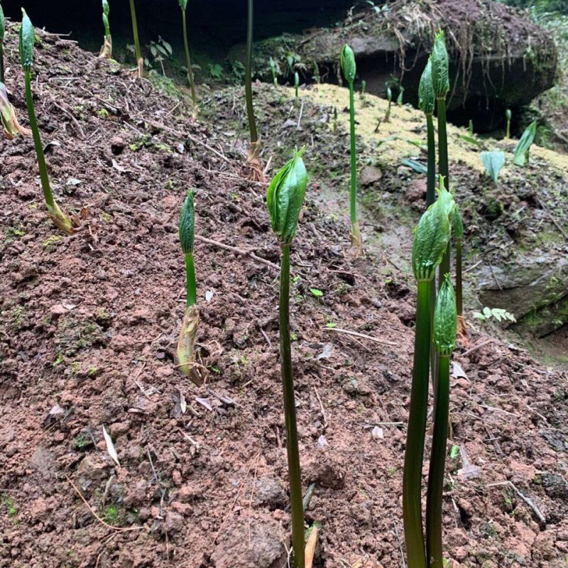 云南重楼苗七叶一枝花苗独角莲苗-阿里巴巴