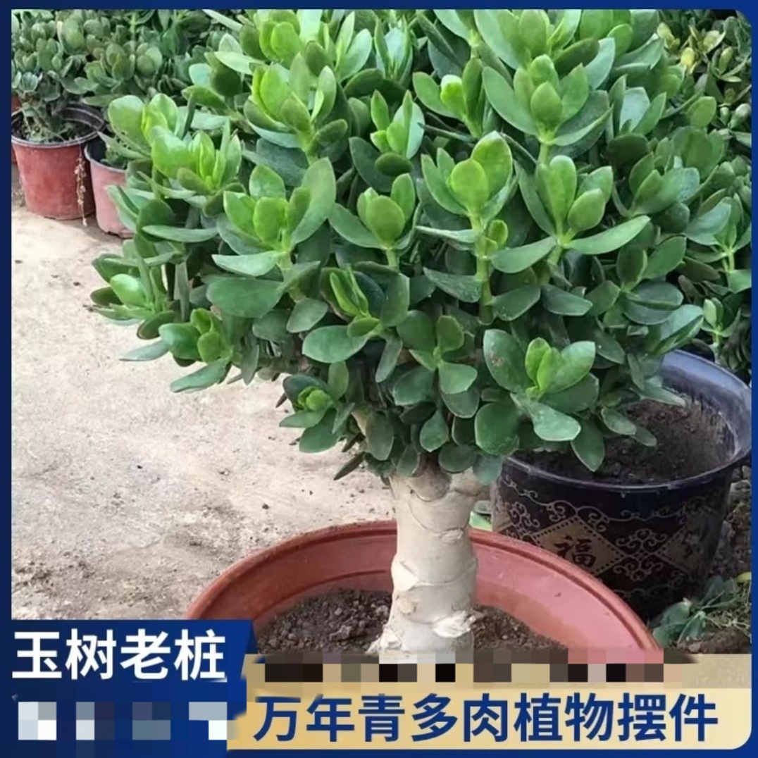 玉树盆栽老桩燕子厚皮植物室内阳台多肉绿植花卉招c高档多肉大颗