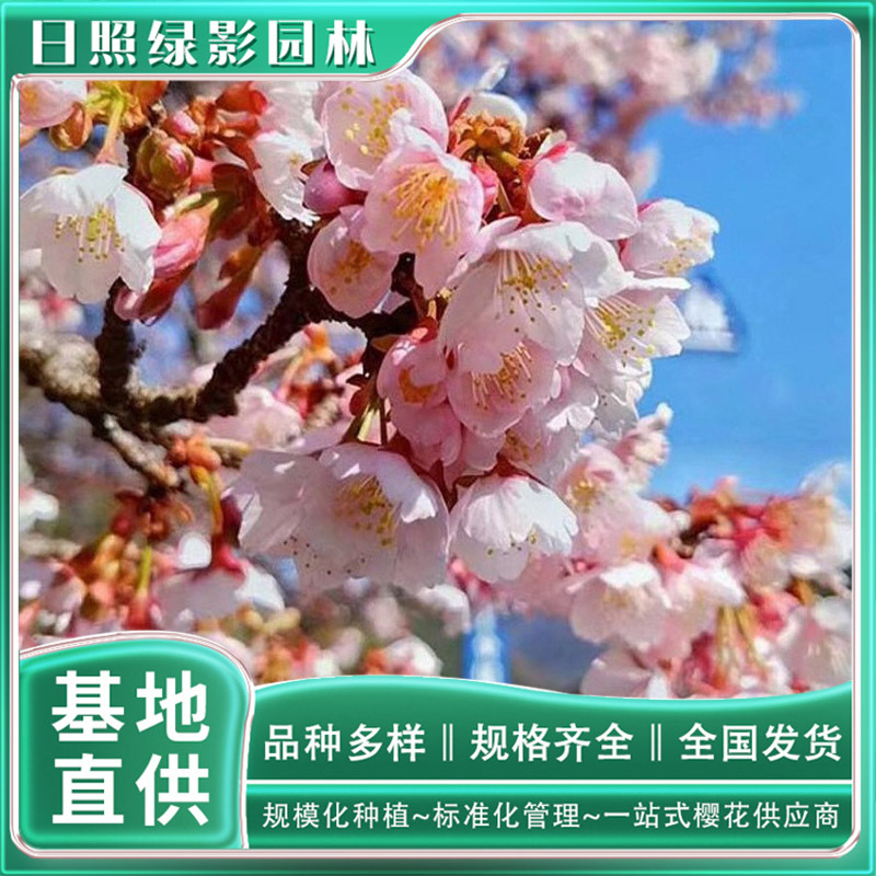 9公分椿寒樱花苗 樱花基地多少钱一棵 椿寒樱园林批发-阿里巴巴