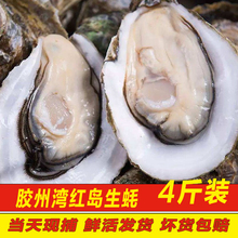生蚝鲜活海蛎子新鲜牡蛎青岛海鲜水产贝类4斤威大生蚝海牡蛎烧烤