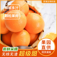 品牌新品种热恋橙爆甜橙子送礼产地现摘直发多汁冰糖橙新鲜发货