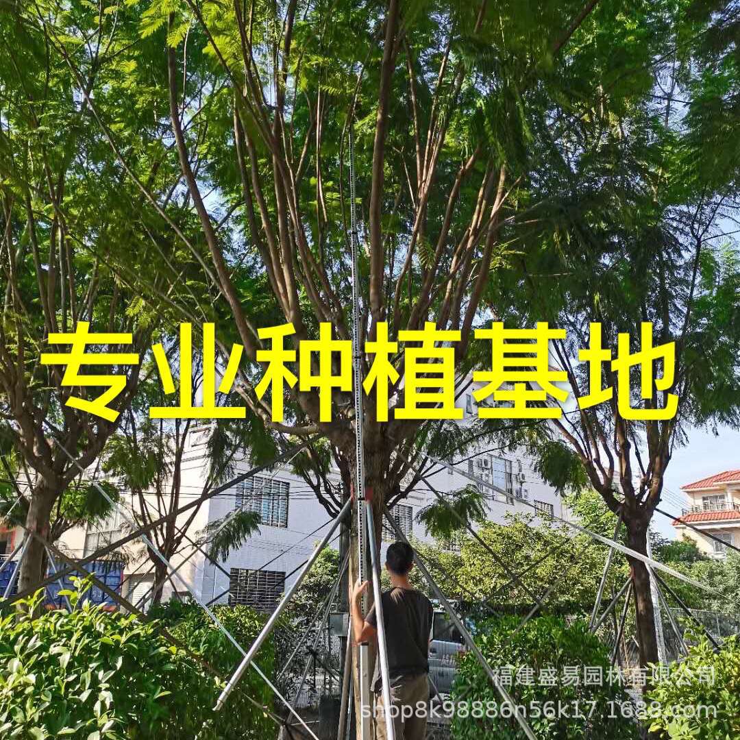 四川20公分蓝花楹报价 重庆蓝花楹价格云南蓝花楹 福建蓝花楹批发