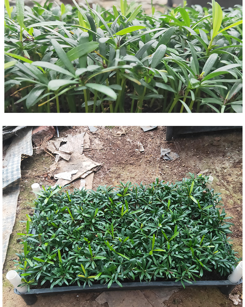 台湾罗汉松幼苗 四季常青罗汉松 庭院室内观叶植物盆栽花卉
