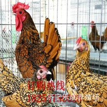 珍珠鸡养殖场观赏珍珠鸡出售成品鸡鸡苗包邮