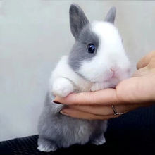 兔活物小兔子活物垂耳活物家养微小型宠物兔长不大宠物活物儒兔